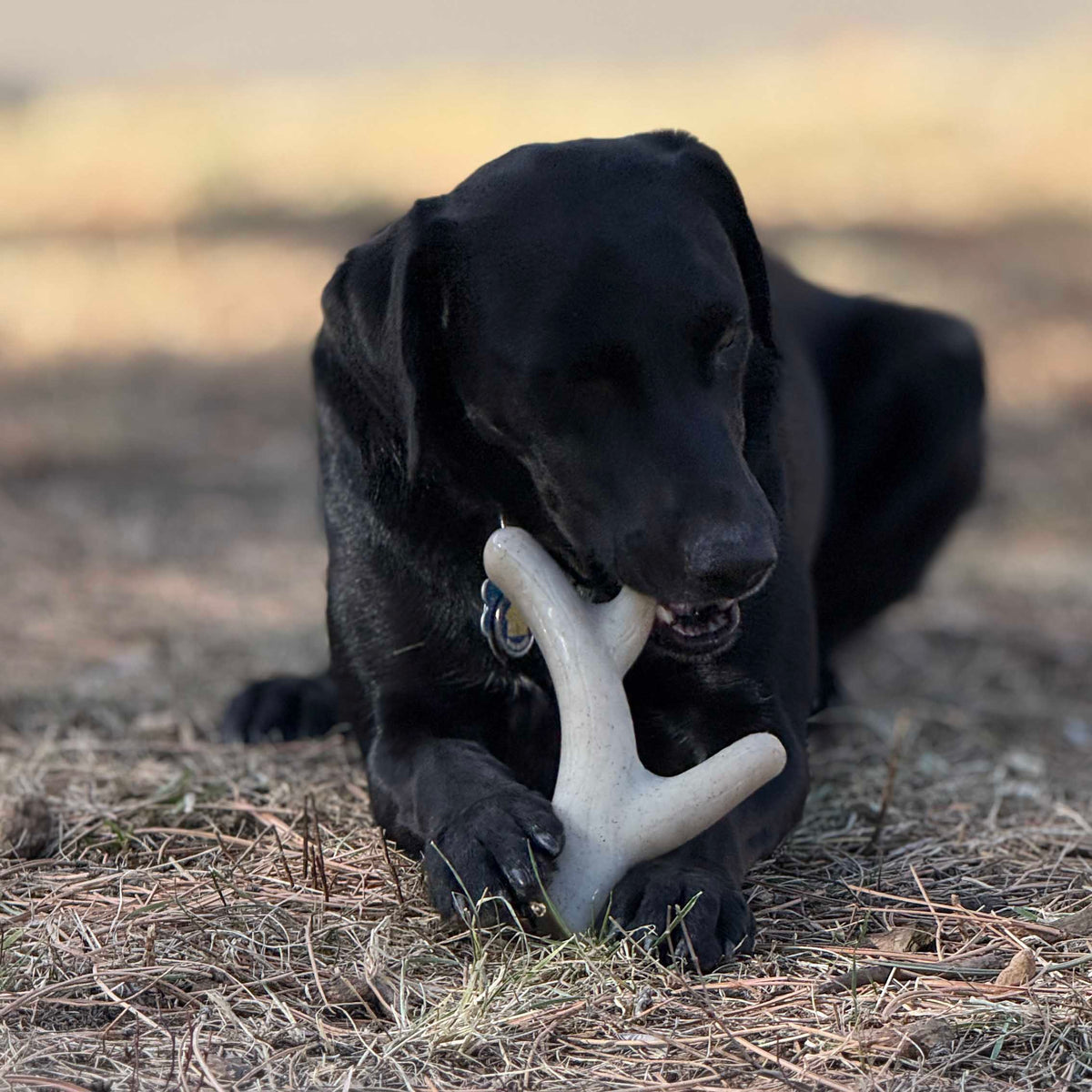 SodaPup Ever Antler Nylon Chew Bone