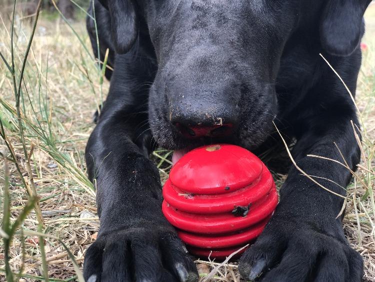 USA-K9 Stars and Stripes Rubber Reward Toy, Red