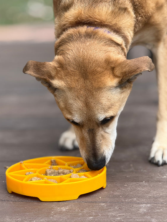 SodaPup Sunflower eTray Shallow Slow Feeder
