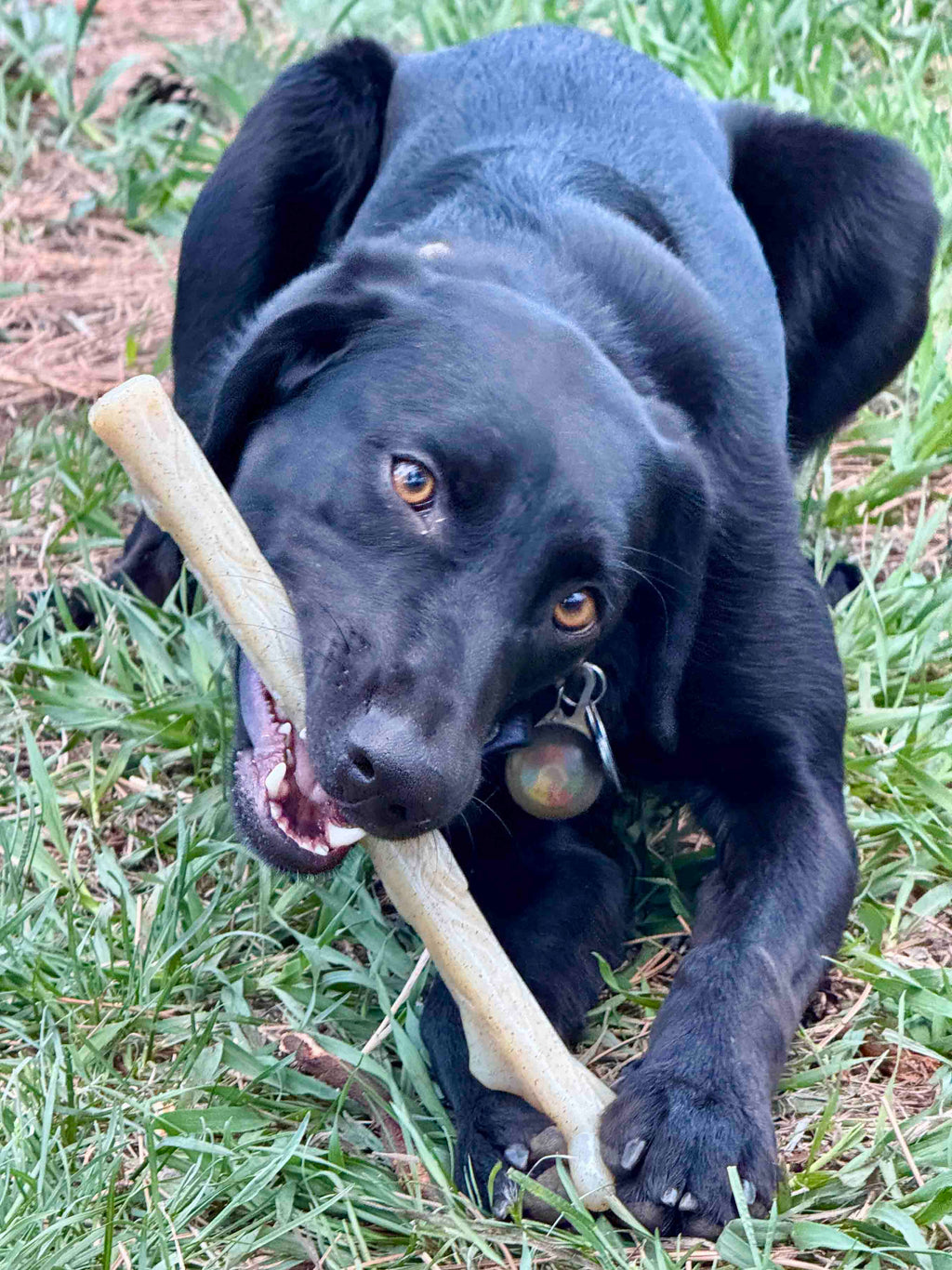 SodaPup Nylon Chew Stick for Medium and Large Dogs