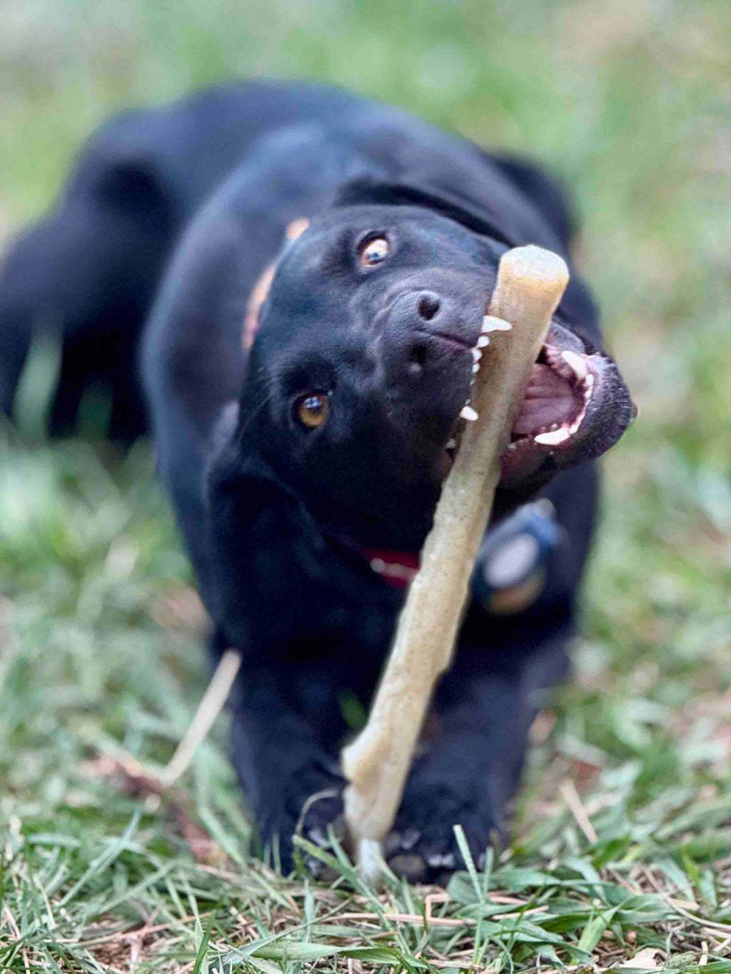 SodaPup Nylon Chew Stick for Medium and Large Dogs
