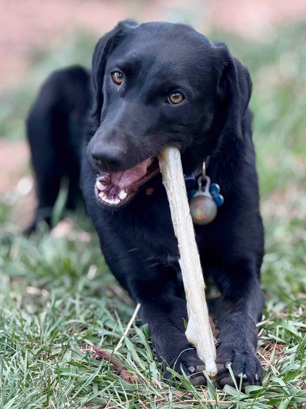 SodaPup Nylon Chew Stick for Medium and Large Dogs