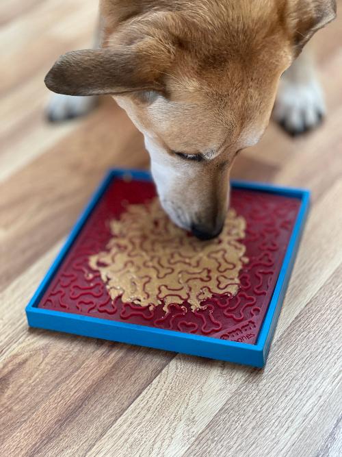 SodaPup Hold 'em Suction Cup Holder for Bowls and Lick Mats