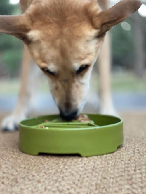 SodaPup Pine Tree eBowl Christmas Slow Feeder Dog Bowl