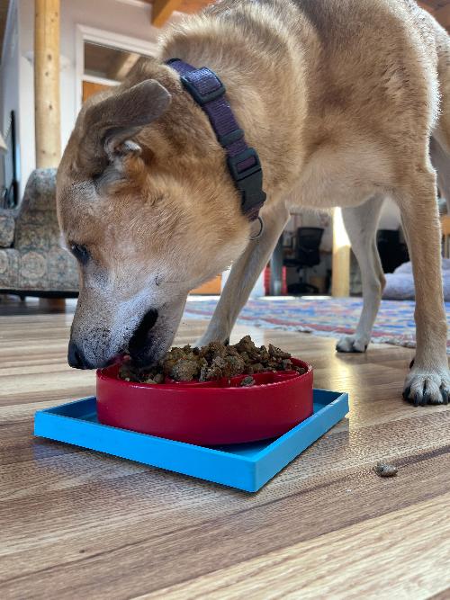 SodaPup Hold 'em Suction Cup Holder for Bowls and Lick Mats