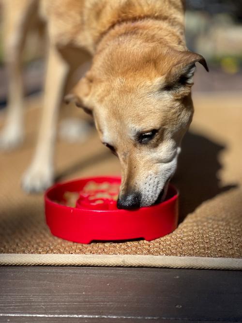 SodaPup Santa eBowl Christmas Slow Feeder Dog Bowl