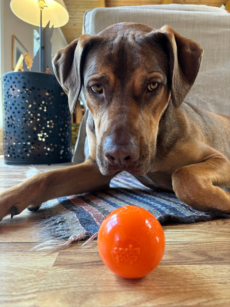 SodaPup PUP-X Squeak Ball Rubber Dog Toy