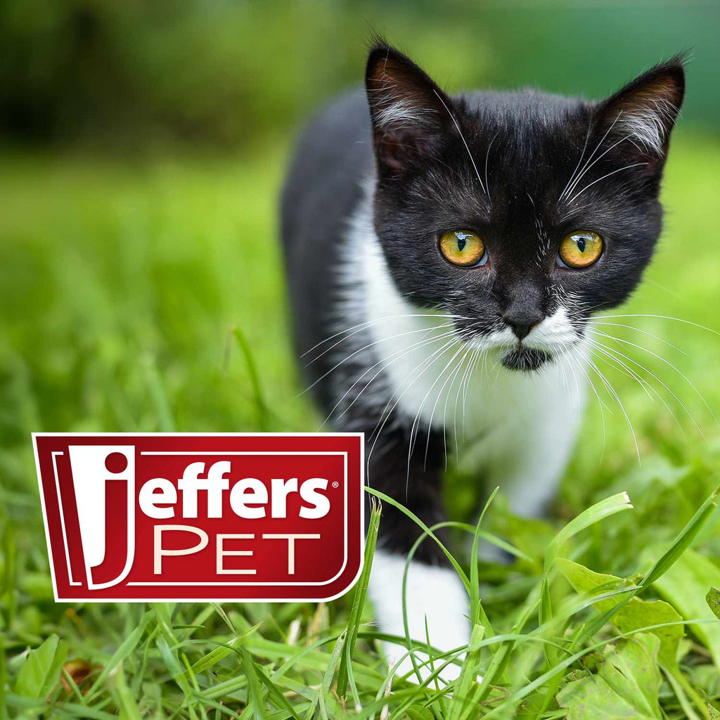 Jeffers Pet Nail File for Dogs & Cats, 7 Inch