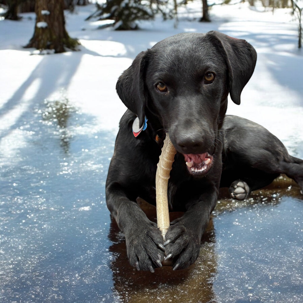 SodaPup Hockey Stick Nylon Chew Toy