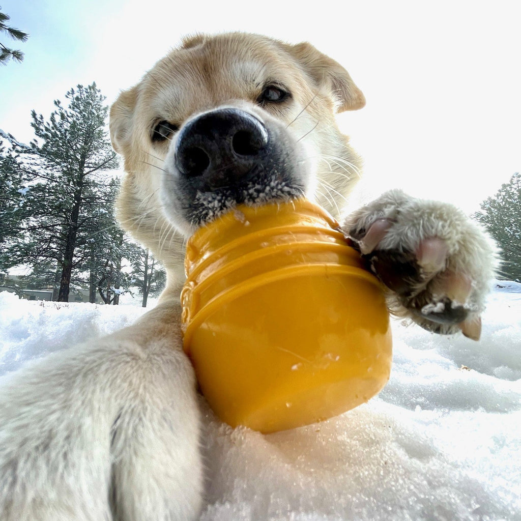 SodaPup Honey Pot eCup Rubber Treat Dispenser