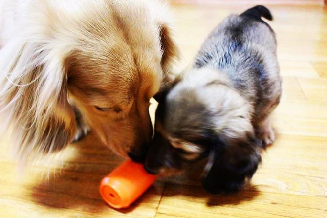 SodaPup Can Toy Rubber Chew Toy and Treat Dispenser
