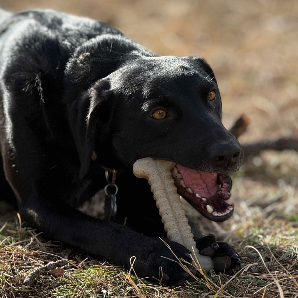 SodaPup Tough Bone Nylon Chew Bone
