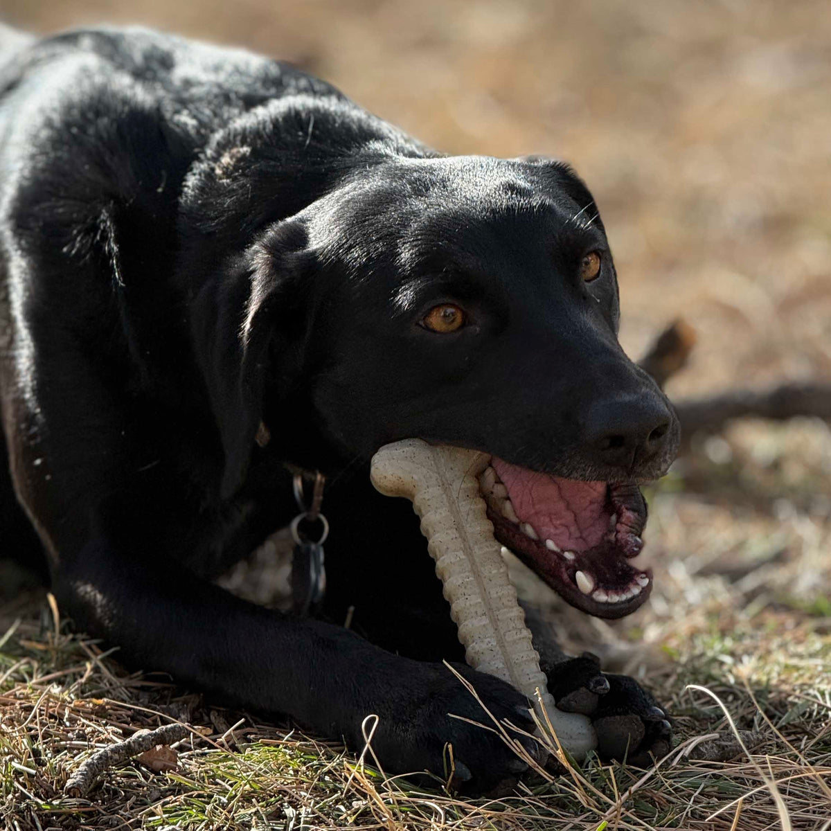 SodaPup Tough Bone Nylon Chew Bone