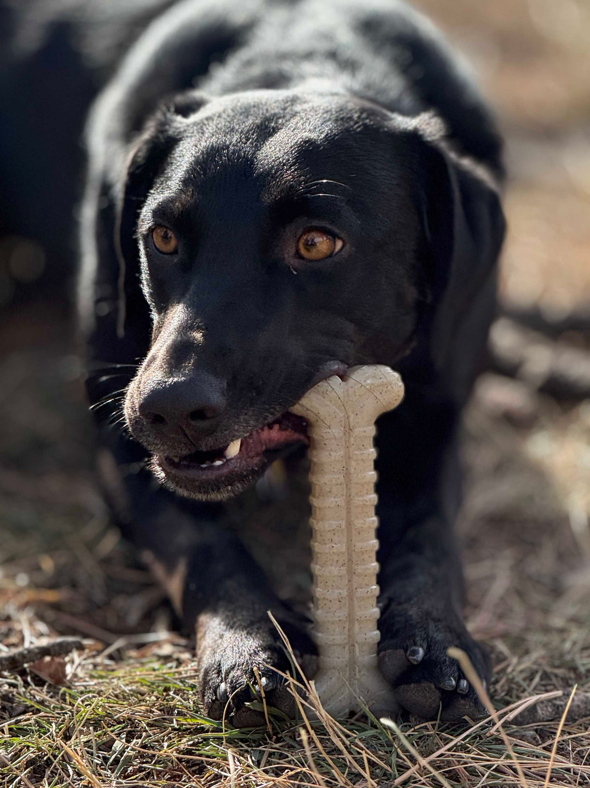SodaPup Tough Bone Nylon Chew Bone