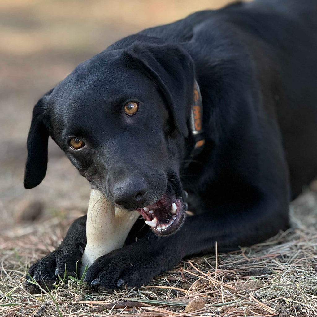 SodaPup Ever Antler Nylon Chew Bone