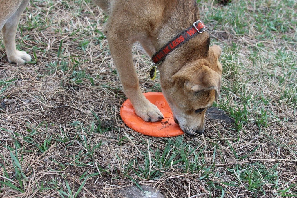 SodaPup Bottle Top Flyer Rubber Flying Disc, Orange