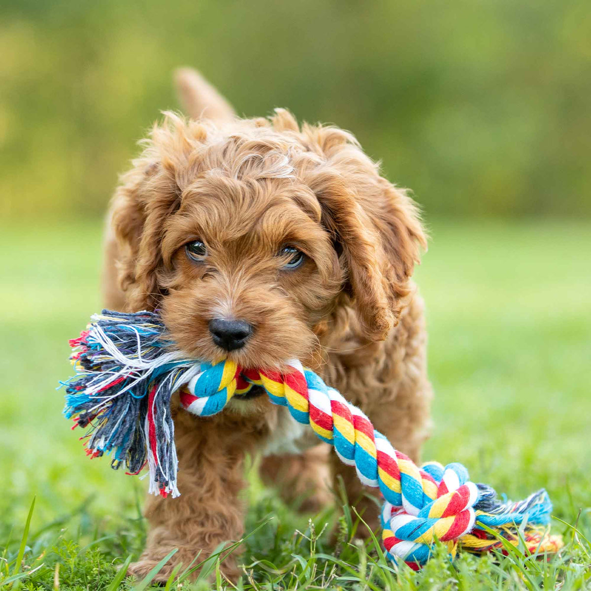 Jeffers Braided Rope Bone Tug Toy