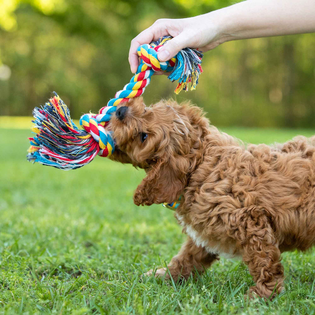 Jeffers Braided Rope Bone Tug Toy