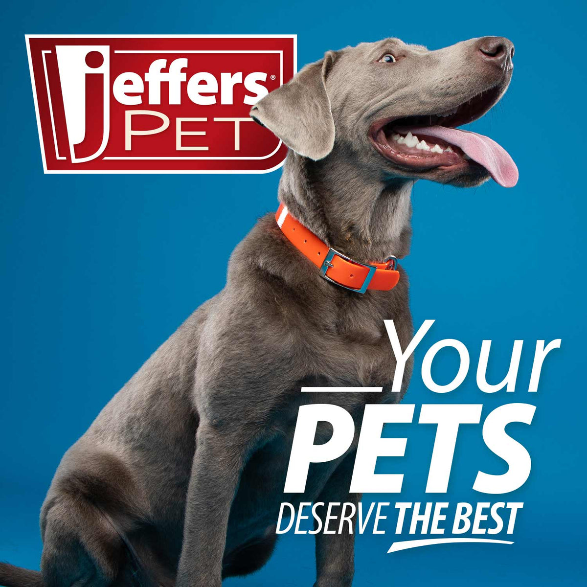 Jeffers Professional Stainless Steel Pet Grooming Shears - FurrowpetstoreGrooming & CleanupJeffers