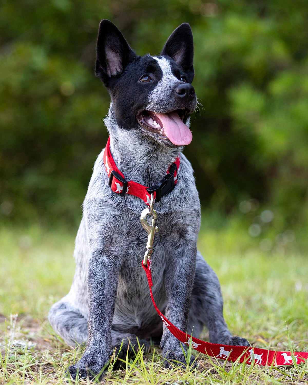 Jeffers Reflective Hound Series Adjustable Dog Collar - FurrowpetstoreWalk & WasteJeffers