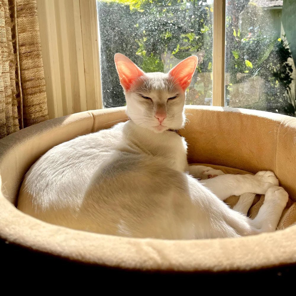 K&H Pet Products Thermo-Kitty Bed Indoor Heated Cat Bed – Safe, Energy Efficient & Washable - FurrowpetstoreBeds & FurnitureJeffers
