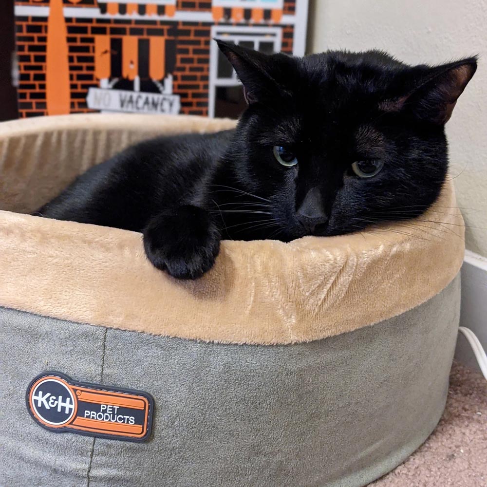 K&H Pet Products Thermo-Kitty Bed Indoor Heated Cat Bed – Safe, Energy Efficient & Washable - FurrowpetstoreBeds & FurnitureJeffers