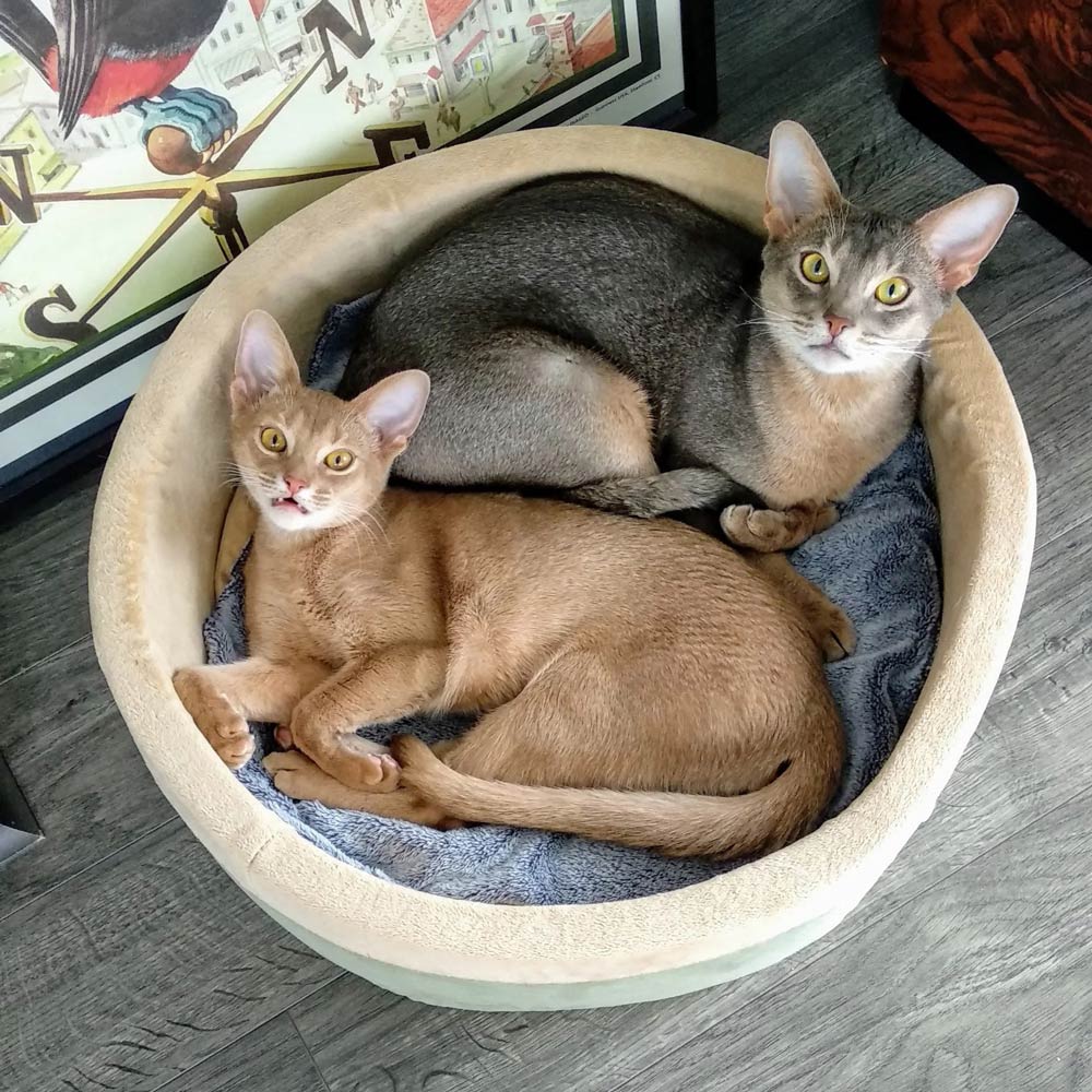 K&H Pet Products Thermo-Kitty Bed Indoor Heated Cat Bed – Safe, Energy Efficient & Washable - FurrowpetstoreBeds & FurnitureJeffers