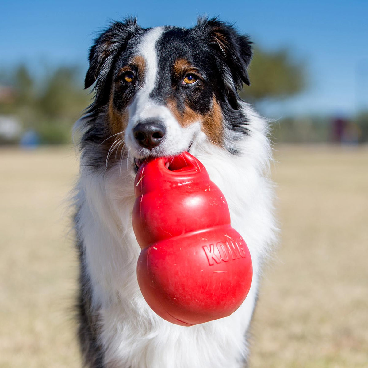 KONG Bounzer Dog Toy, XLarge - FurrowpetstoreToysJeffers
