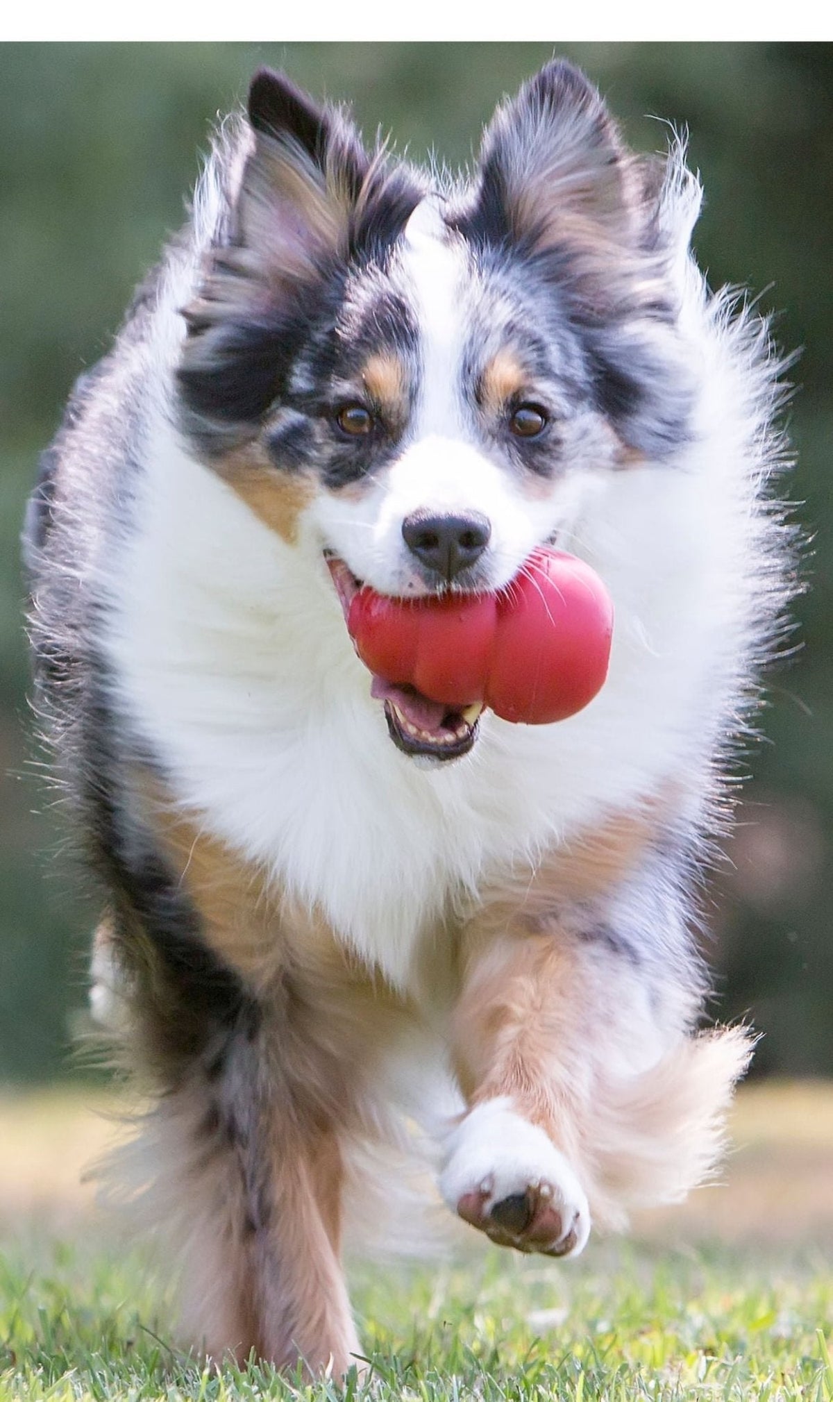 KONG Classic Stuffable Rubber Dog Toy