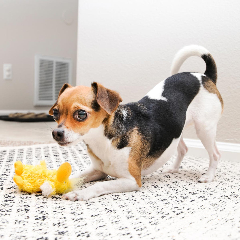 KONG Dr. Noyz Plush Dog Toys, X-Small