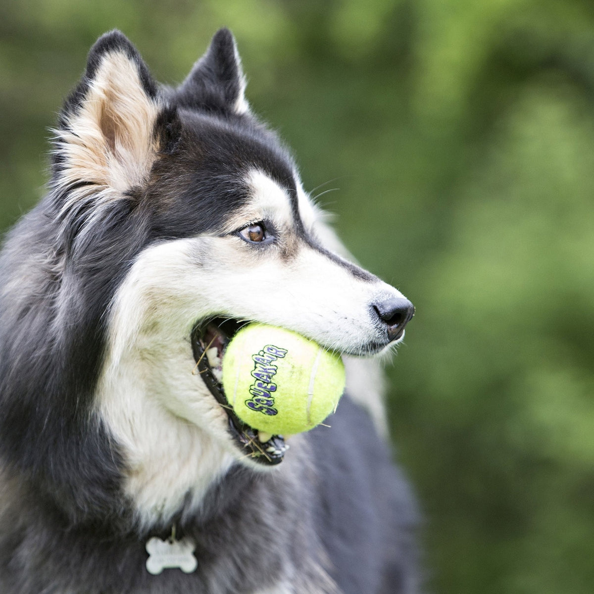KONG SqueakAir Squeaker Tennis Balls for Dogs