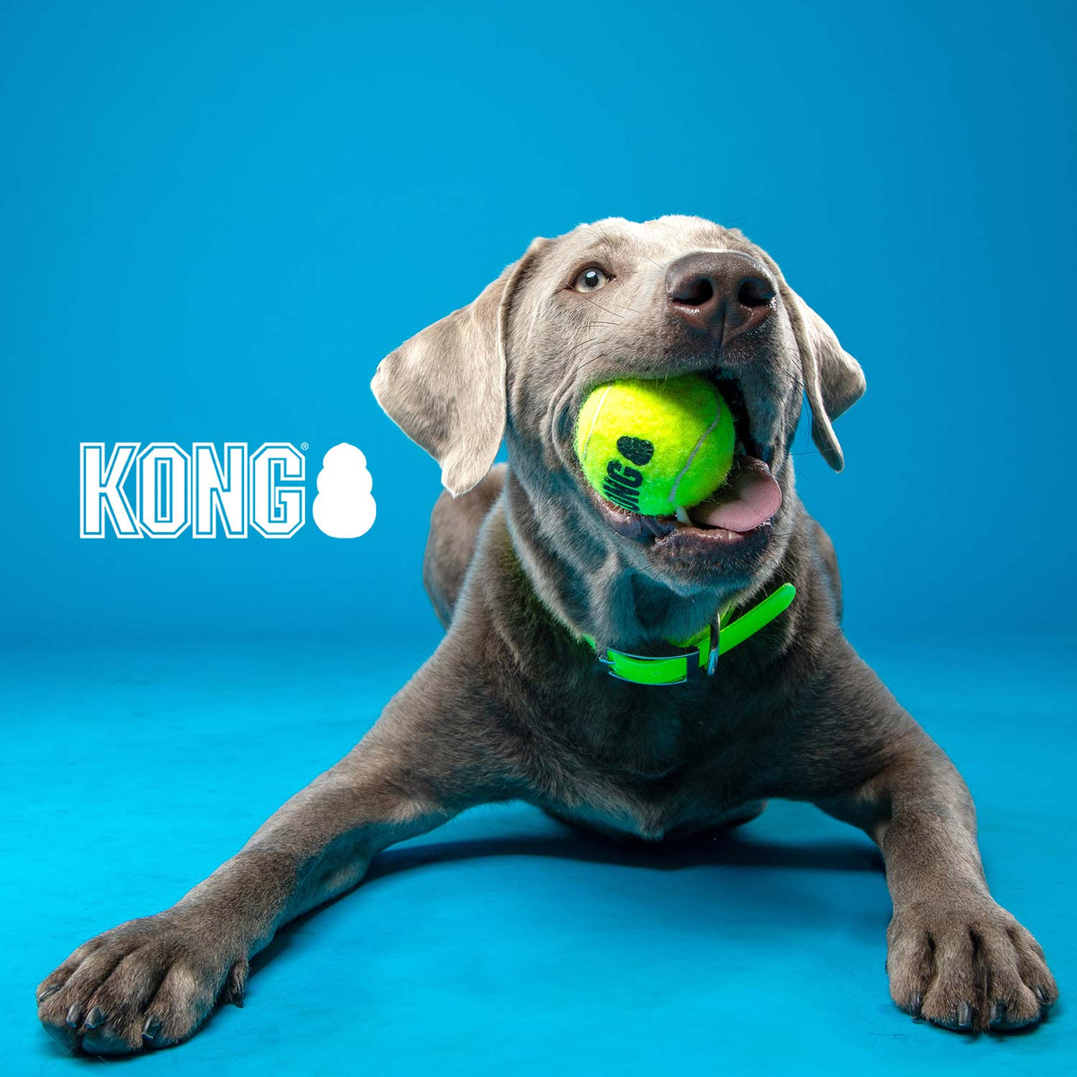 KONG SqueakAir Squeaker Tennis Balls for Dogs