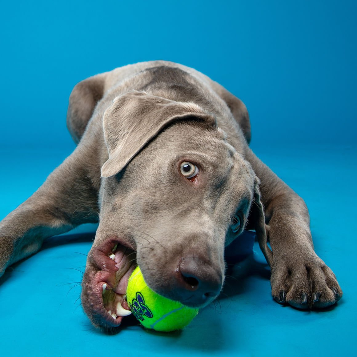 KONG SqueakAir Squeaker Tennis Balls for Dogs