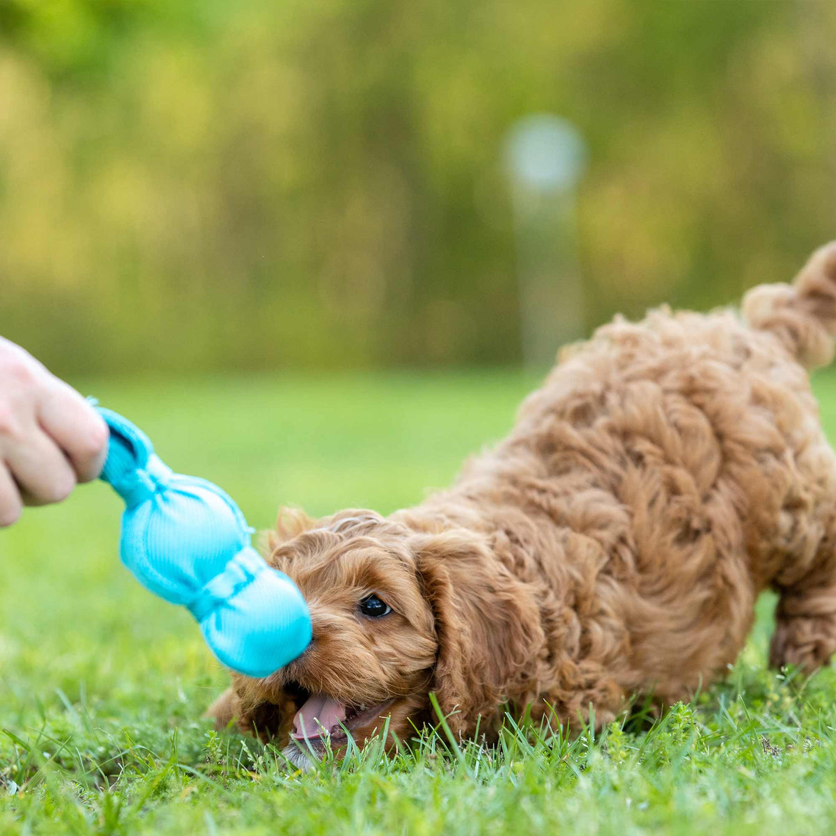 KONG Wubba Squeaky Tug & Fetch Dog Toy - FurrowpetstoreToysJeffers