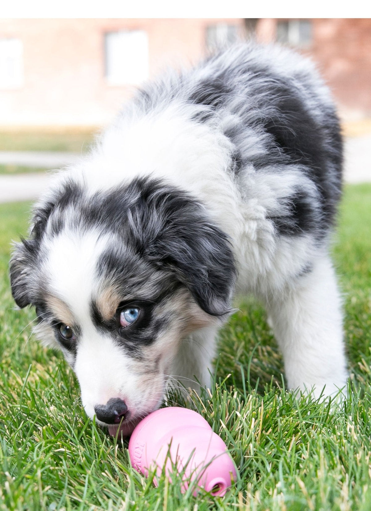 Puppy KONG Stuffable Rubber Chew Toy