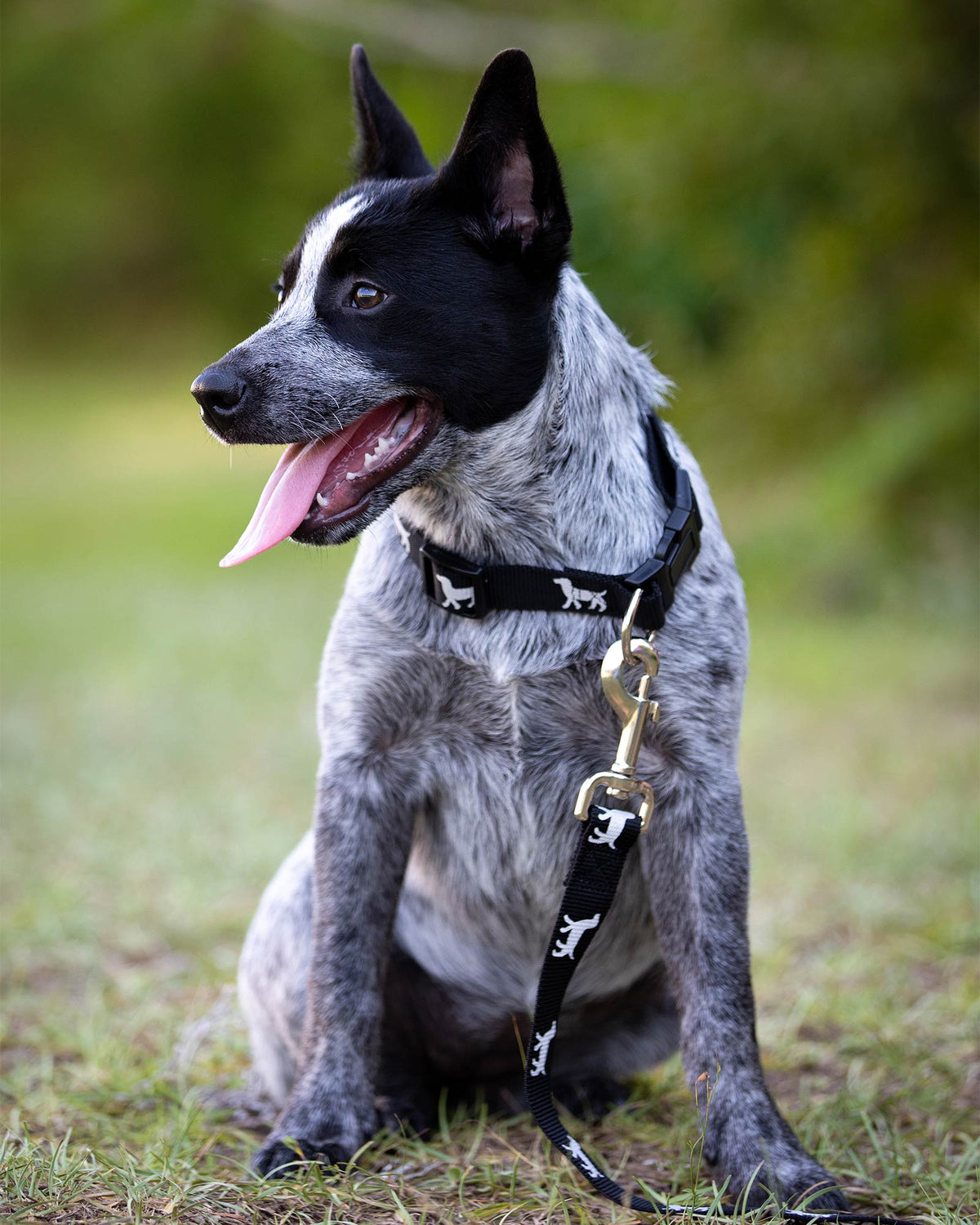 Jeffers Reflective Hound Series Nylon Dog Leash, 4 ft