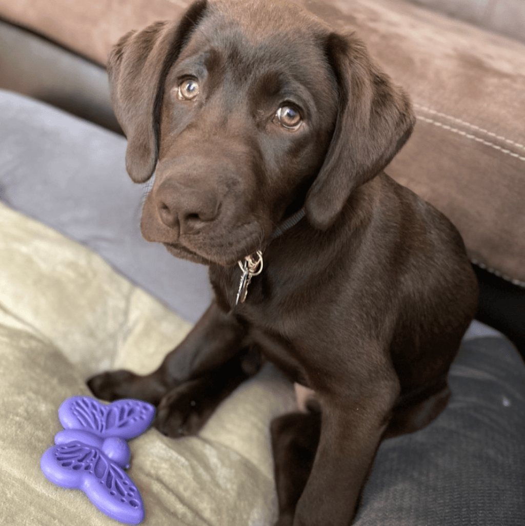 SodaPup Butterfly Nylon Chew & Lick Toy - FurrowpetstoreToysSodaPup/True Dogs, LLC
