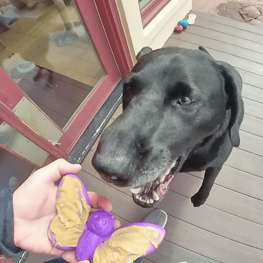 SodaPup Butterfly Nylon Chew & Lick Toy - FurrowpetstoreToysSodaPup/True Dogs, LLC