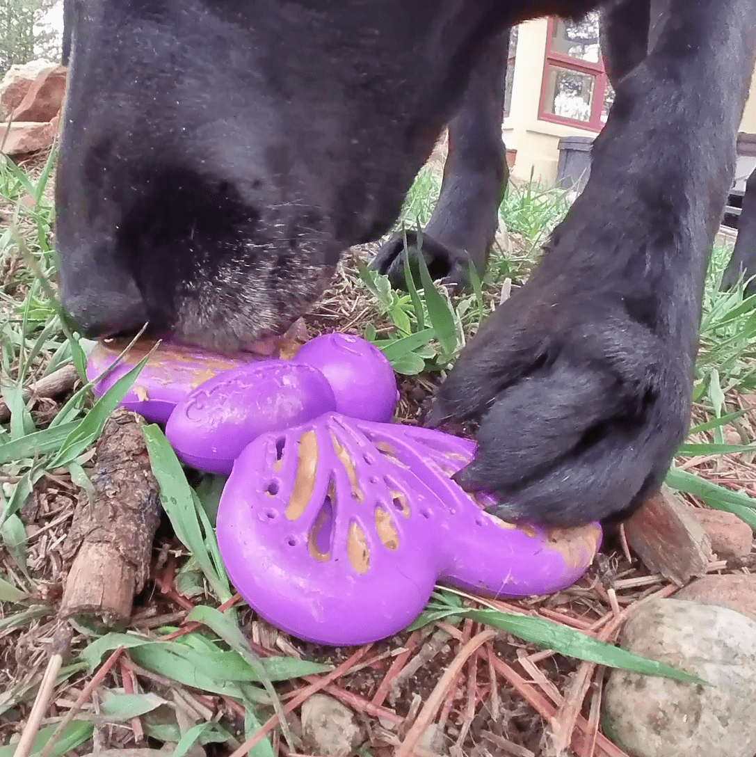 SodaPup Butterfly Nylon Chew & Lick Toy - FurrowpetstoreToysSodaPup/True Dogs, LLC