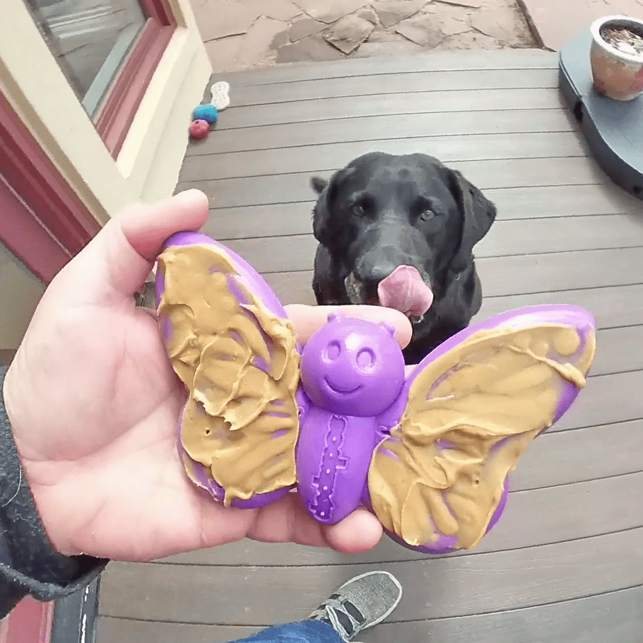 SodaPup Butterfly Nylon Chew & Lick Toy - FurrowpetstoreToysSodaPup/True Dogs, LLC