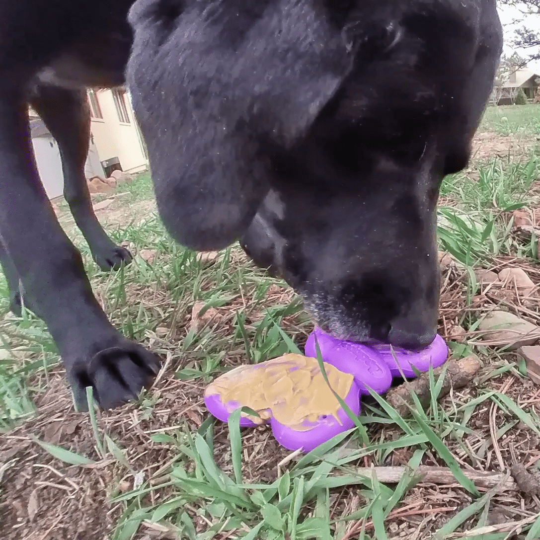 SodaPup Butterfly Nylon Chew & Lick Toy - FurrowpetstoreToysSodaPup/True Dogs, LLC