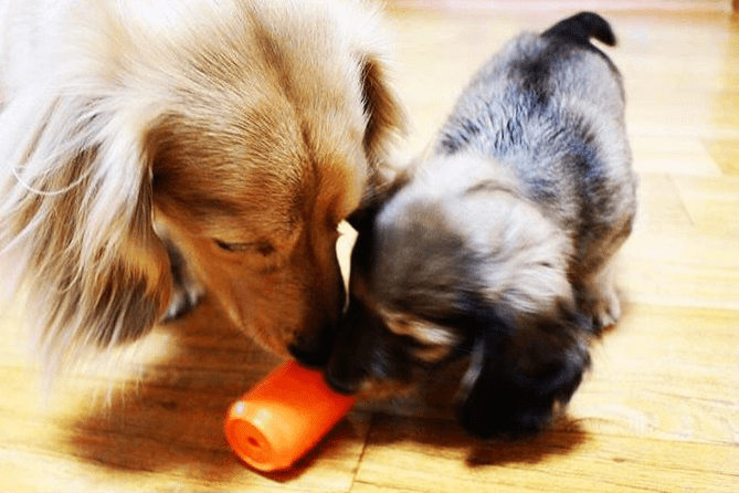 SodaPup Can Toy Rubber Chew Toy and Treat Dispenser - FurrowpetstoreBowls, Feeding & EnrichmentSodaPup/True Dogs, LLC