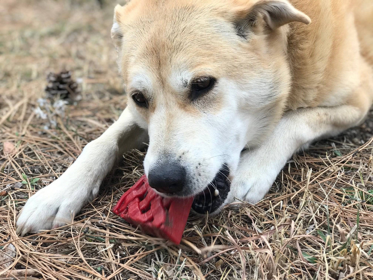 SodaPup Cherry Pie Nylon Chew Toy - FurrowpetstoreToysSodaPup/True Dogs, LLC
