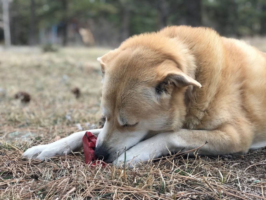 SodaPup Cherry Pie Nylon Chew Toy - FurrowpetstoreToysSodaPup/True Dogs, LLC