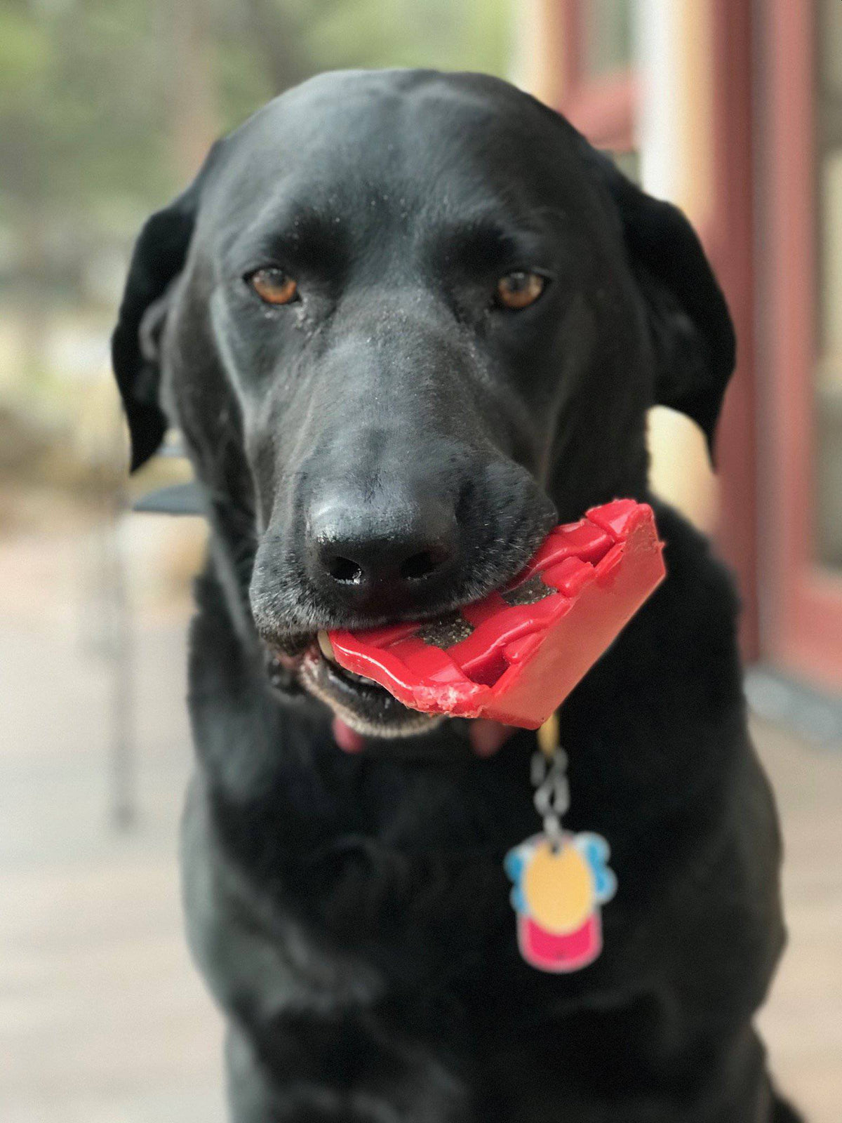 SodaPup Cherry Pie Nylon Chew Toy - FurrowpetstoreToysSodaPup/True Dogs, LLC