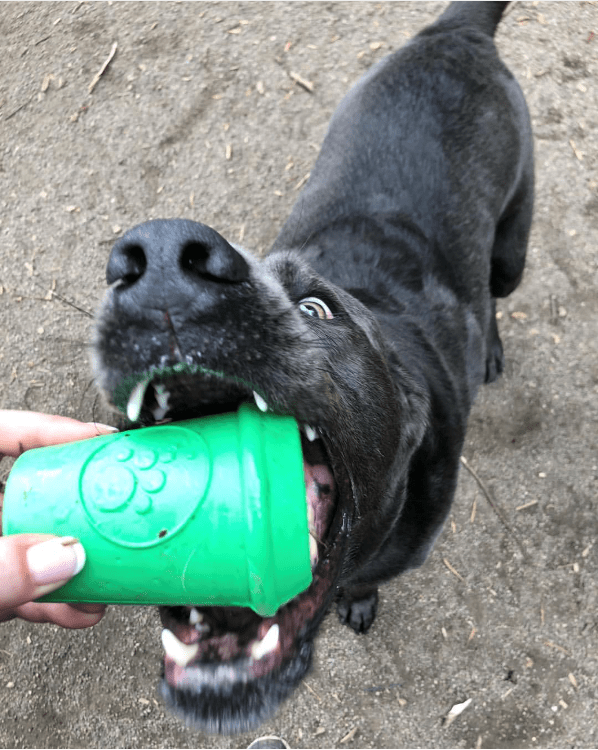 SodaPup Coffee Cup Treat Dispenser Toy - FurrowpetstoreBowls, Feeding & EnrichmentSodaPup/True Dogs, LLC