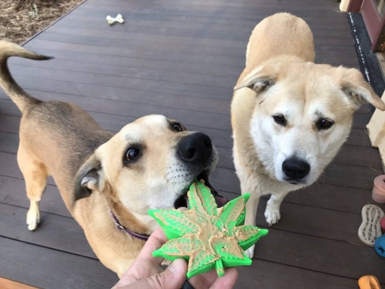 SodaPup Colorado Maple Leaf Nylon Chew Toy - FurrowpetstoreToysSodaPup/True Dogs, LLC