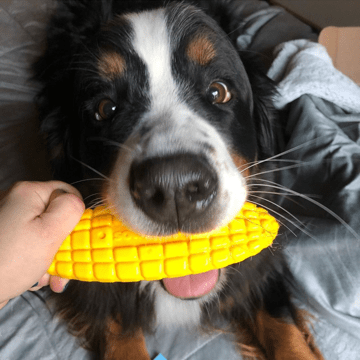 SodaPup Corn on the Cob Nylon Chew Toy - FurrowpetstoreToysSodaPup/True Dogs, LLC