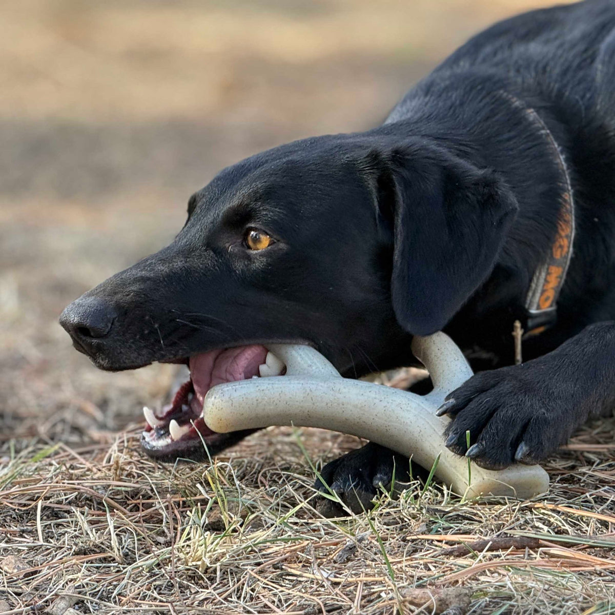 SodaPup Ever Antler Nylon Chew Bone - FurrowpetstoreToysSodaPup/True Dogs, LLC