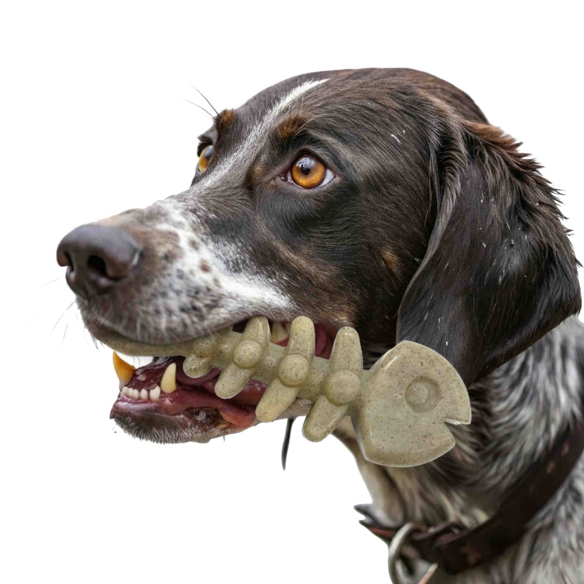 SodaPup Fish Bone Nylon Chew Toy - FurrowpetstoreToysSodaPup/True Dogs, LLC